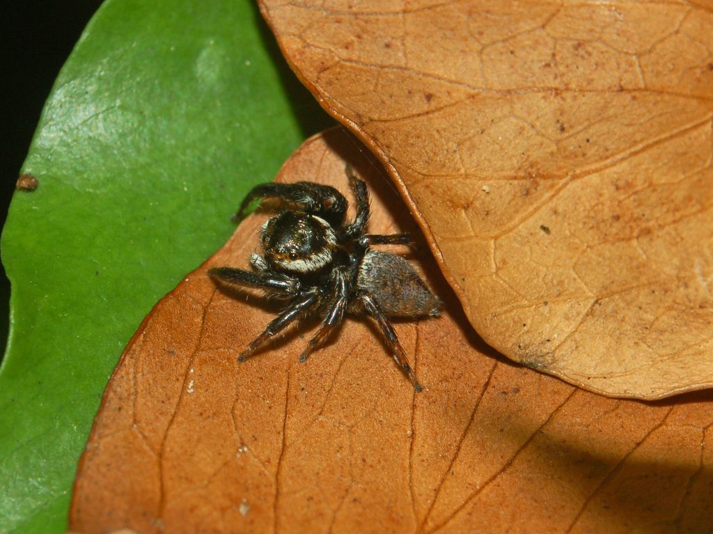 Evarcha sp.